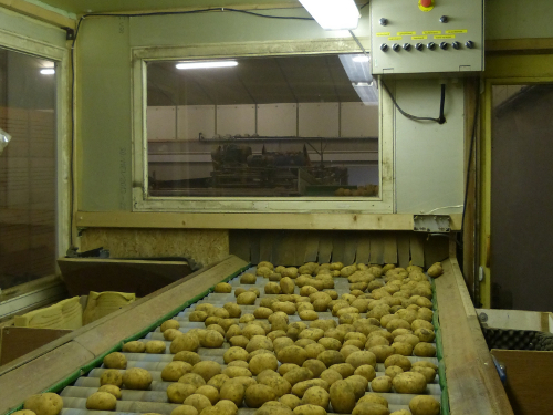 Aardappels sorteren